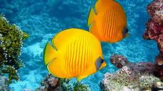 Fishes