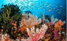 Fishes