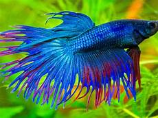 Fishes