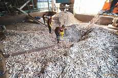 Fishmeal