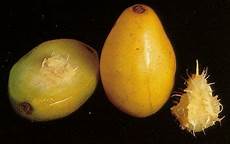 Food Plum