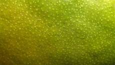 Foodstuff