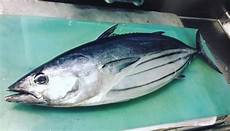 Fresh Fish