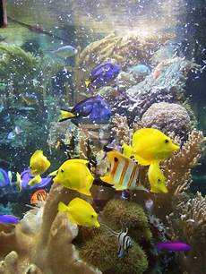 Fresh Fishes