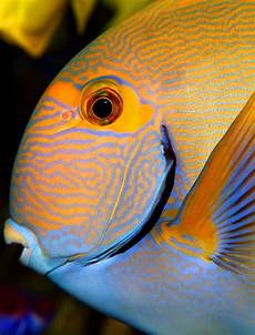 Fresh Fishes