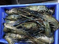 Fresh Fishes