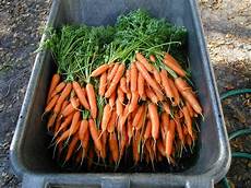 Fresh Vegetable