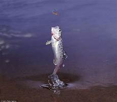Frozen Trout