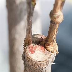 Grafting Tools