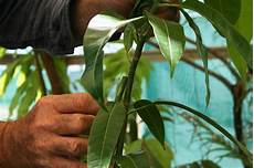 Grafting Tools
