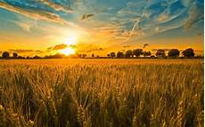 Grains