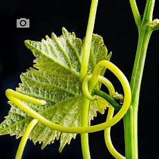Grape Leaves