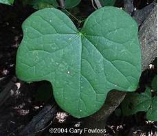 Grape Leaves