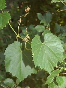 Grape