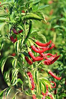 Green Pepper