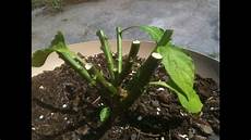 Green Pepper