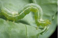 Green Pepper