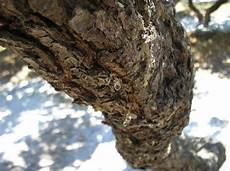 Gum Mastic