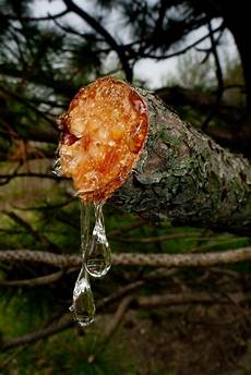 Gum