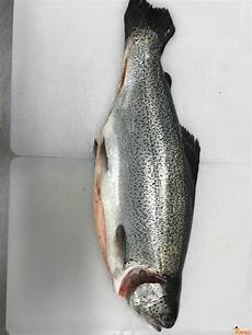 Gutted Trout