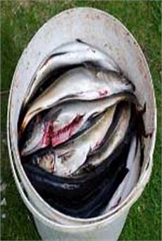 Gutted Trout