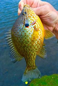 Hatchery