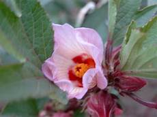 Hibiscus Tea