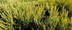 Honeybush Tea
