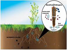 Humic Acid