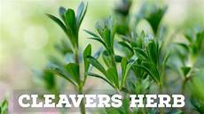 Medicinal Teas