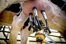 Milk Dairy