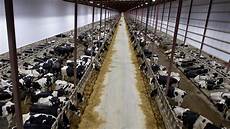 Milk Dairy