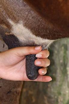 Milking Machine