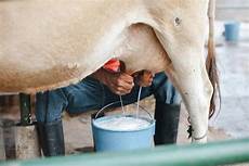 Milking