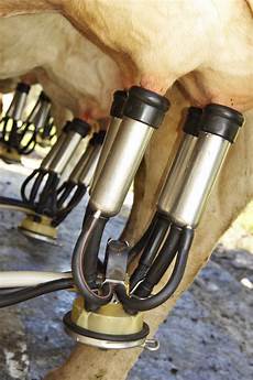 Milking