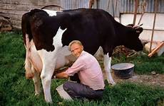 Milking