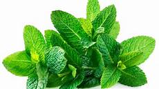 Mint Tea