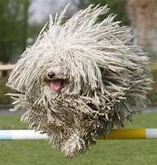 Mop