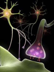 Norepinephrine