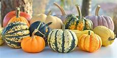 Orange Squash