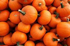 Orange Squash