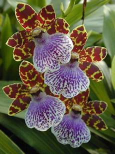 Orchid Peats