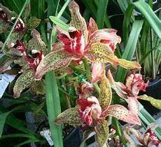 Orchid Peats