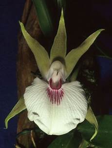 Orchid Peats
