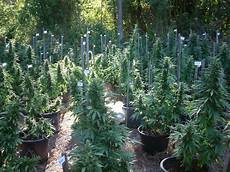 Organic Fertilizer