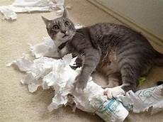 Paper Towel