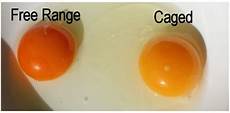 Pasteurized Egg