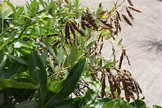 Pigeon Pea