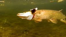 Pike Perch