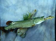 Pike Perch